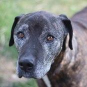 AJ Donaldson's photo