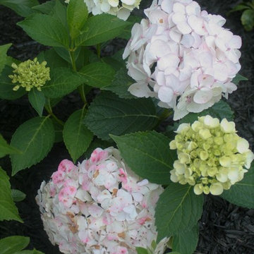 Compact Country Garden