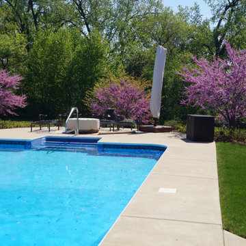 Red Bud Blooms Pool Side