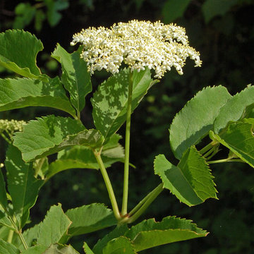 Sambucus canadensis