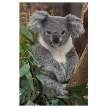 "Koala, native to Australia" Digital Paper Print by San Diego Zoo, 34"x50"