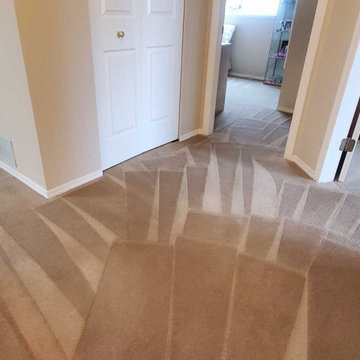 Carpet Cleaning a House Which Has Not Been Steam Cleaned for 8 Years Located in