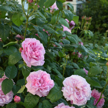 Front Garden Ealing