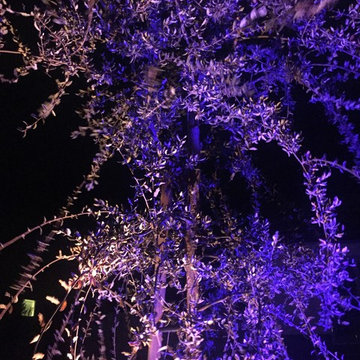 ZDC landscape lighting at its best