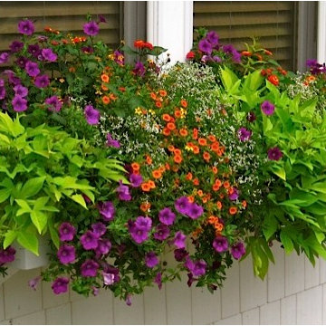 Annual Color in Window Boxes