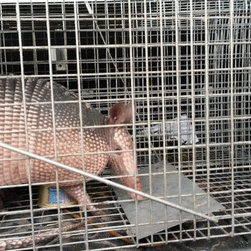 Animal Removal - Products