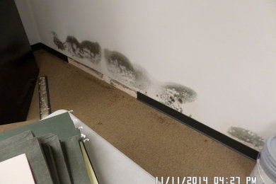 Office Mold Removal