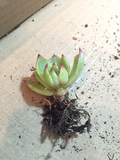 Succulent Leaves Turning Yellow | Houzz Forum