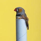 Jan Rot's photo