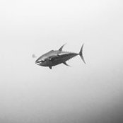 Adrian Larges foto