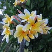 Phyllis Brooks's photo