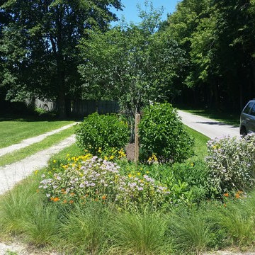 sycamore native driveway
