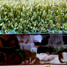 Artificial Boxwood Bush