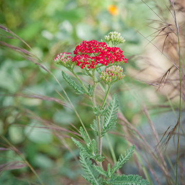 Common Yarrow and Aristada