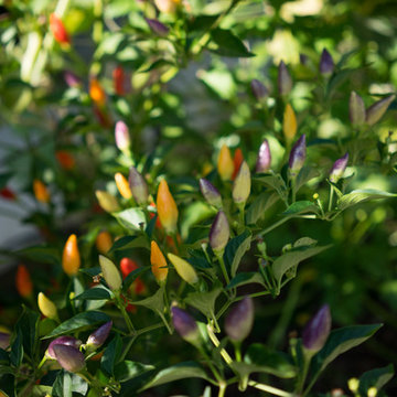 My Houzz: An Edible Backyard in an Eichler Home
