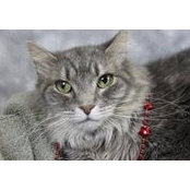 Cynthia Metz's photo