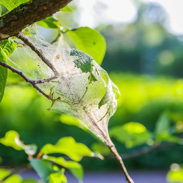 What To Do When Your Tree Is Covered In Webs
