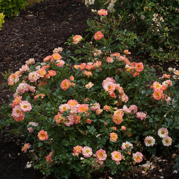 Oso Easy® Strawberry Crush Landscape Rose
