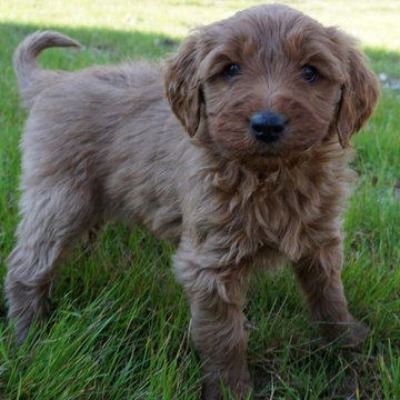 Dog Breeder