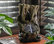 11" Tall Indoor Rainforest Tabletop Fountain with LED Lights