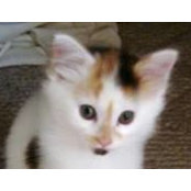 Priscilla Bashinski's photo