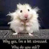 Sandra Tofuri's photo
