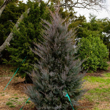 Evergreen Trees & Shrubs