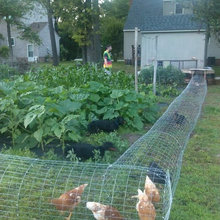 Chicken Coops