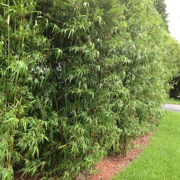 Miami Landscape Design Ideas