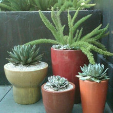 Flower Show ideas