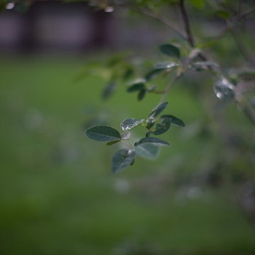 Plants in Focus