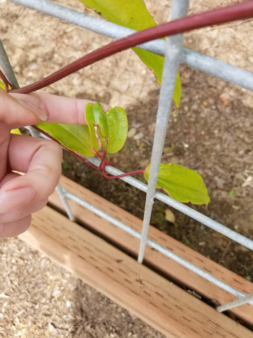 What's eating my Clematis Armandii?