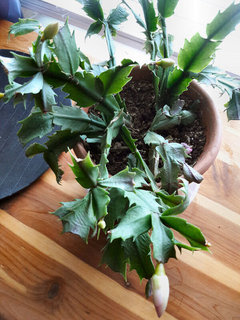 Growing Indoor Christmas Cactus In Co Tips