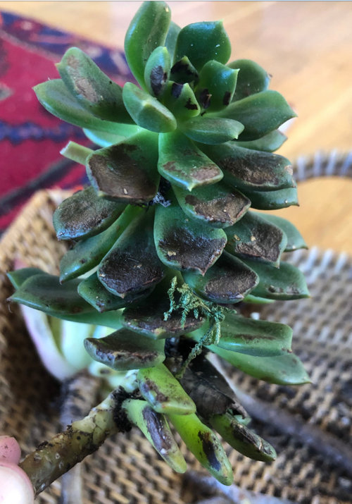 Help! What is killing my plants?