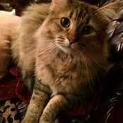 Anna Goodin's photo