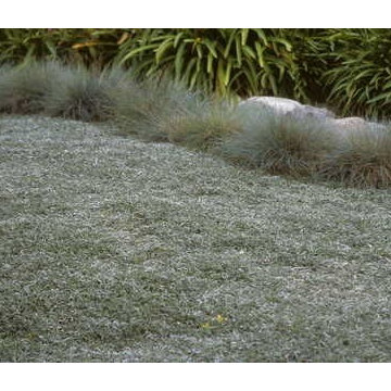 Lawn Alternatives and Groundcover