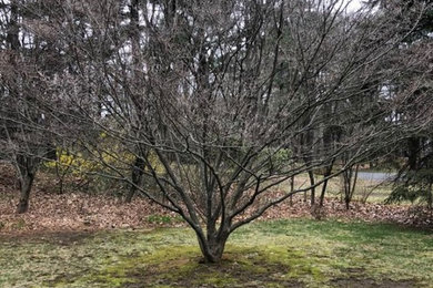 Design ideas for a landscaping in Boston.