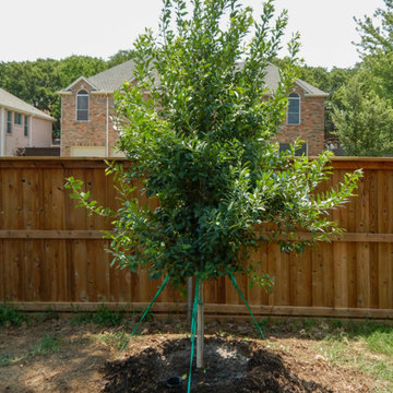 Evergreen Trees & Shrubs