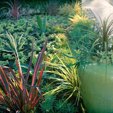 Large Pots with Succulents , Curb Appeal, Drought Tolerant Garden