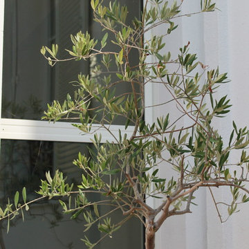 Garden Staging
