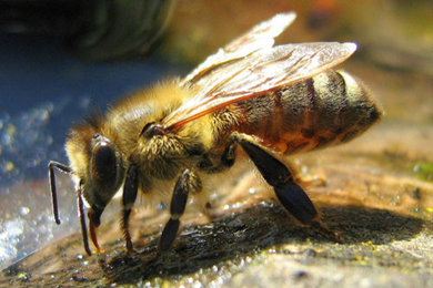 Bee Removal Pittsburgh