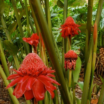 Miami Landscape Design Ideas