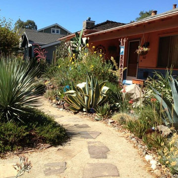 Cacti & Succulent Collector's Garden
