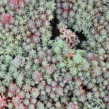 Succulents & Cactus