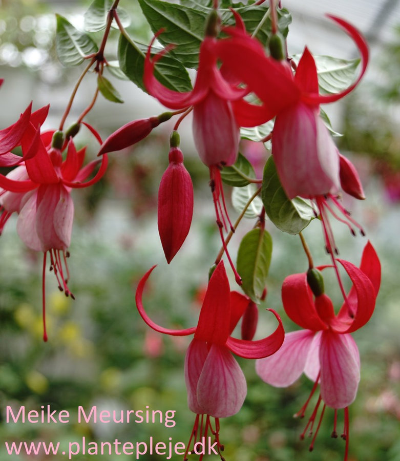 Fuchsia liste 2020 (her ses fotos af en mindre del af de fuchsia vi producere)