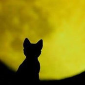 Norah Collins's photo