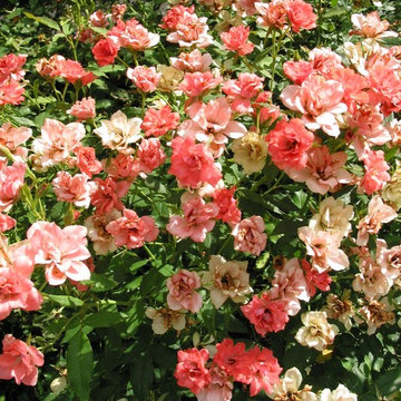 Miscellaneous Gardens and Pretty Things