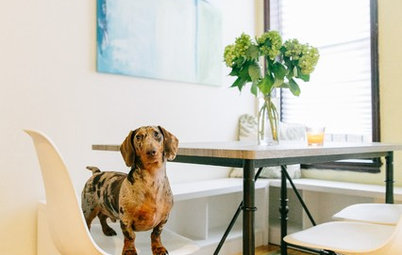 Pet’s Place: Dave the Dachshund Settles Into His Manhattan Home