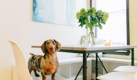 Pet’s Place: Dave the Dachshund Settles Into His Manhattan Home