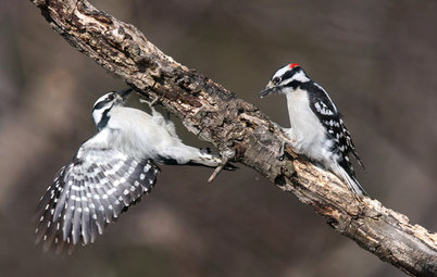 Backyard Birds: How to Identify Two Common Woodpeckers